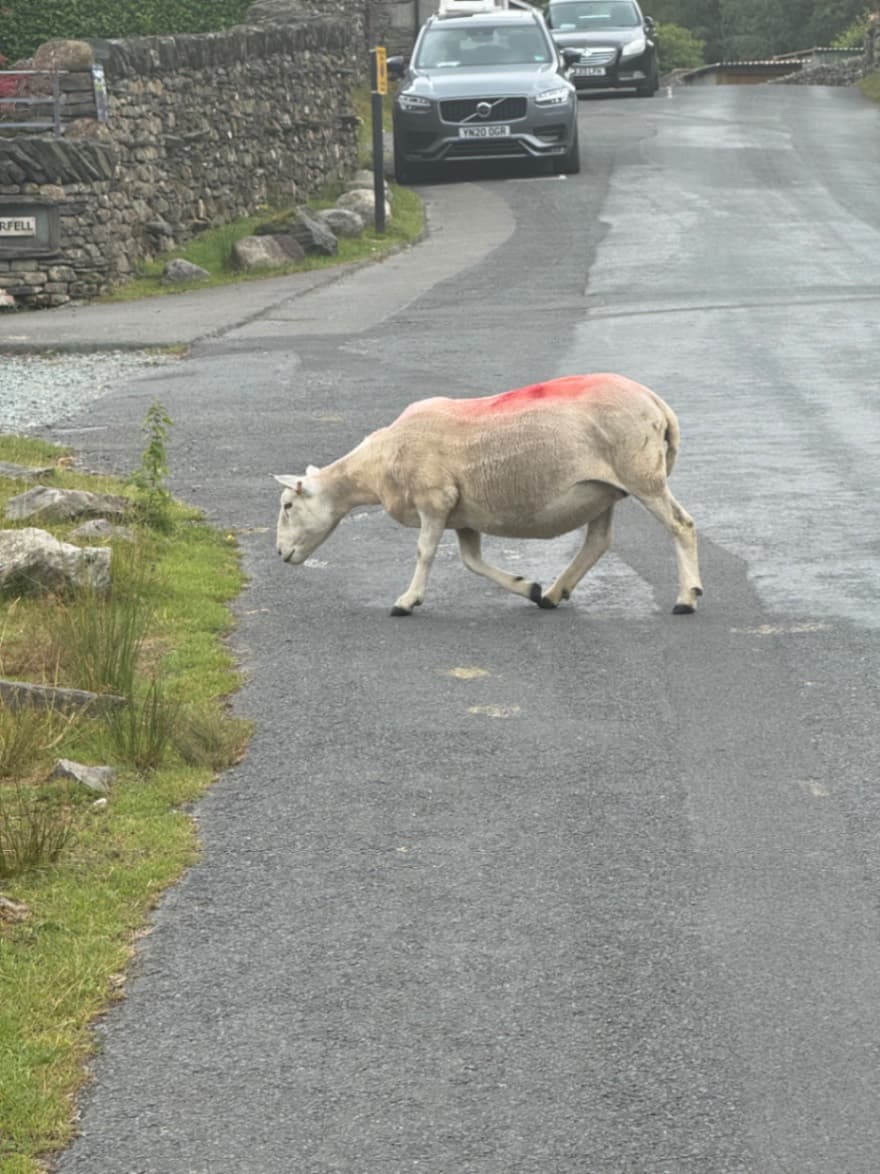 Lamb special